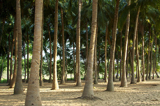 Indian Coconut Farmers Benefit from Local Procurement Programs