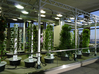 The Implications of Vertical Farming on Global Food Markets